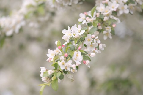 Apple blossom branch with white open flowers and yellow stamens, few closed flowers in pink, green
