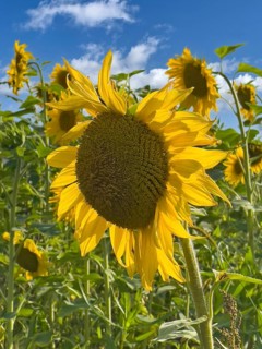 Common sunflower (Helianthus annuus) has flower with yellow petals open in front of blue sky with