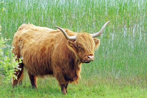 Brown Highland cow standing in a meadow in front of tall reed grass, Mull, Inner Hebrides,