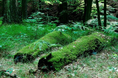 Tiefental nature reserve near Königsbrück in summer, West Lusatia, Saxony, Germany, Europe