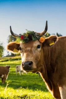 Cow decorated with flowers, cattle drive, Münstertal, Southern Black Forest, Black Forest,