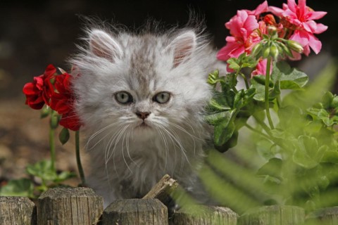 Persian cat, long-haired cat