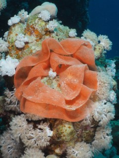 Spawn of Spanish Dancer (Hexabranchus sanguineus), Dive Site House Reef, Mangrove Bay, El Quesir,