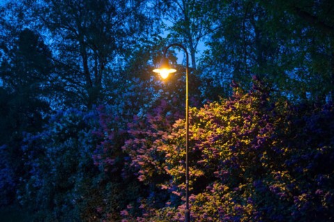 Street lamp, street lighting at night with yellow glow, atmospherically illuminated hedge, violet,