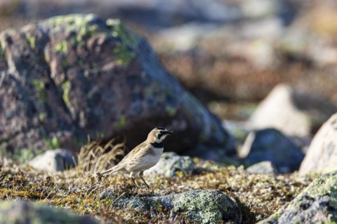 Horned lark (Eremophila alpestris), adult female carrying food in her beak, Varanger, Finnmark,