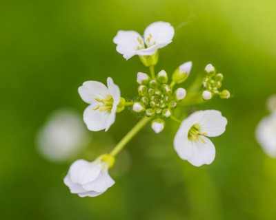 Cuckoo flower (Cardamine pratensis), Germany, Europe