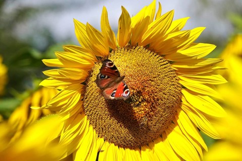 Peacock butterfly on a sunflower, July, Saxony, Germany, Europe