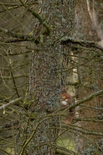 Red squirrel (Sciurus vulgaris) adult animal on a pine tree branch in a forest, Yorkshire, England,
