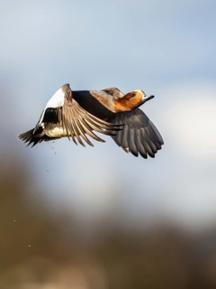 Eurasian Wigeon, (Mareca penelope) male in flight over marshes