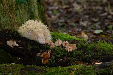 European hedgehog (Erinaceus europaeus) adult albino animal walking over a fallen branch in a