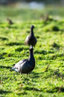Brent Goose, Branta bernicla, birds on marshes at winter