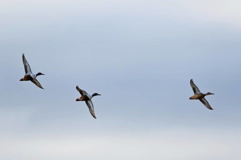 Northern Shoveler, Spatula clypeata, birds in flight over marshes at winter