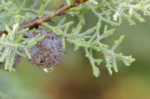 Arizona cypress (Cupressus arizonica), cones, ornamental tree, North Rhine-Westphalia, Germany,