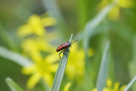 Fire bug, March, Germany, Europe