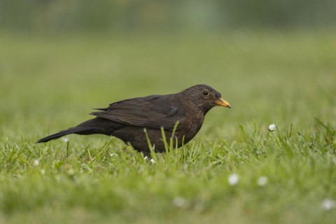 European blackbird (Turdus merula) adult female bird on a garden grass lawn, England, United