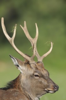 Manchurian sika deer (Cervus nippon hortulorum), male, portrait, captive, Germany, Europe