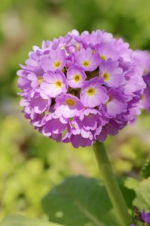 Globe primrose or drumstick primrose (Primula denticulata), garden plant, occurring in Asia