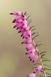 Winter-flowering heather or English heather 'Kramer's Rote' (Erica x darleyensis), flowering,