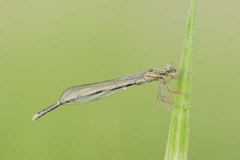 White-legged damselfly (Platycnemis pennipes), female, North Rhine-Westphalia, Germany, Europe