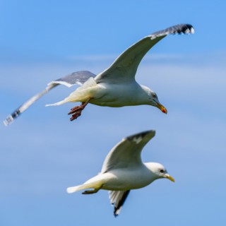 European Herring Gull, Larus argentatus bird in flight