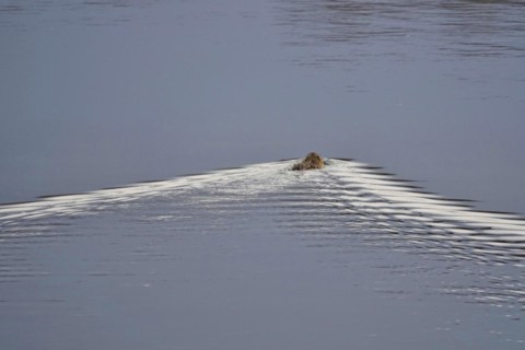 Nutria in a lake, March, Saxony, Germany, Europe