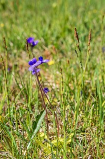 Flowering Butterwort (Pinguicula vulgaris) on a wet meadow in the summer