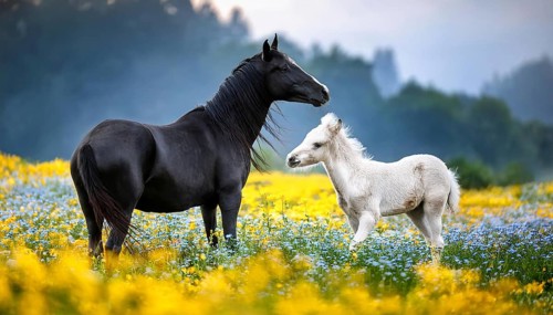 A black stallion and a foal, studio, AI generated