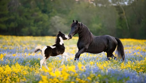 A black stallion and a foal, studio, AI generated