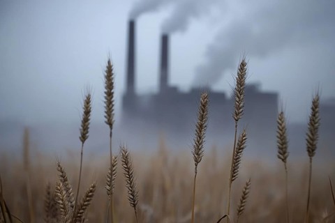 Agricultural field with growing grains and factory with grey fumes in blurry background. Generative