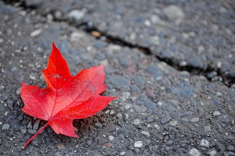 Single bright red maple autumn leaf on road. Generative Ai, AI generated