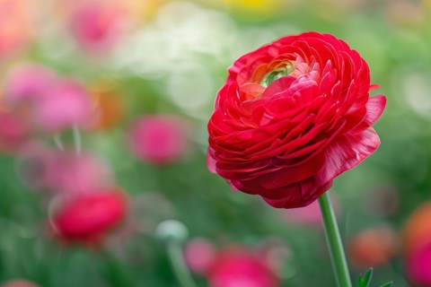 Ingle red Ranunculus flower on blurry background with copy space. KI generiert, generiert, AI