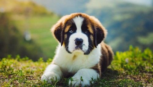 Pets, dog, Saint Bernard, puppy, AI-generated, AI generated