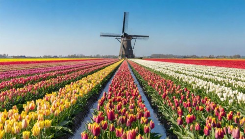 Agriculture, dense, intensely colourful blooming tulip field with a windmill, in Holland, AI