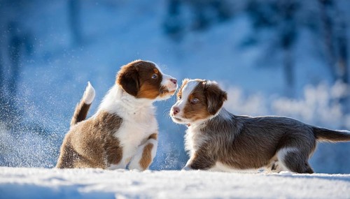 KI generated, dog, dogs, puppy, one, two, three, play, snow, winter, autumn leaves, blue sky,