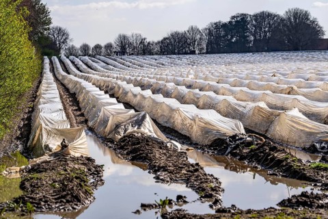 Wet asparagus fields, asparagus stems under foil, for faster growth, near Kirchhellen, district of