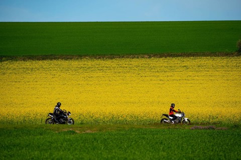 Country road by a flowering rape field, landscape near Mülheim an der Ruhr, Germany, Europe