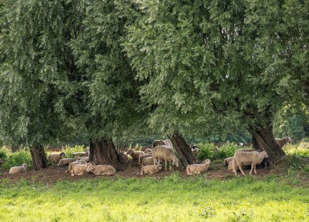 Duisburg Friemershein, sheep on a pasture in the floodplain along the Rhine, pollarded willow