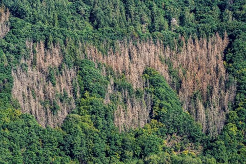 Forest dieback, dead spruce trees, landscape in the Rureifel, near Nideggen, Düren district, North