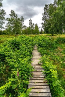 Bohlenweg, in the Struffelt nature reserve, near Roetgen-Rott, part of the Eifelsteig long-distance