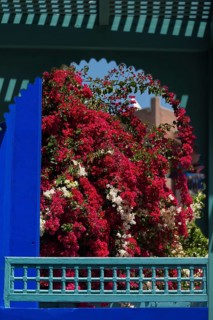 Majorelle Garden, botany, bougainvillea, flora, plant, botany, tropical, climate, architecture,