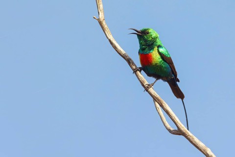 Fairy Sunbird, (Cinnyris pulchellus), family of sunbirds, Farasutu area, Farasutu, South Bank,