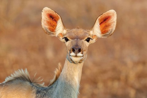 Greater kudu (Tragelaphus strepsiceros), adult female looking at camera, alert, head close-up,