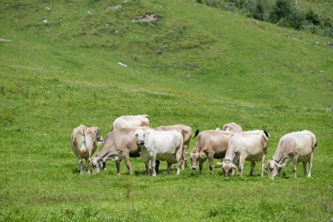 Allgäu Brown Swiss cattle in Rappenalptal near Oberstdorf, Allgäu, Bavaria, Germany, Europe