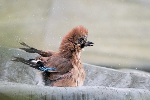 A jay (Garrulus glandarius) enjoying a bath, water splashing around it, Hesse, Germany, Europe