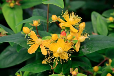 Sweet-amber (Hypericum androsaemum), flower, flowering, Germany, Europe