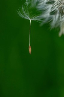 Common dandelion (Taraxacum) in detail, Mindelheim, Bavaria, Germany, Europe