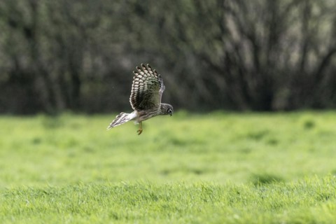 Hen harrier (Circus cyaneus), Emsland, Lower Saxony, Germany, Europe
