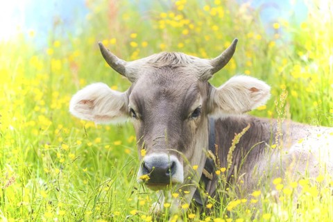 Allgäu Brown Swiss, (Bos primigenius taurus), Allgäu, Bavaria, Germany, Europe
