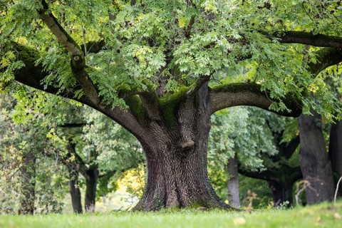 Striking tree in Rosensteinpark, Stuttgart, Baden-Württemberg, Germany, Europe