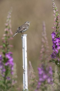 Tree pipit (Anthus trivialis) sitting on a pasture fence between willowherbs (Epilobium